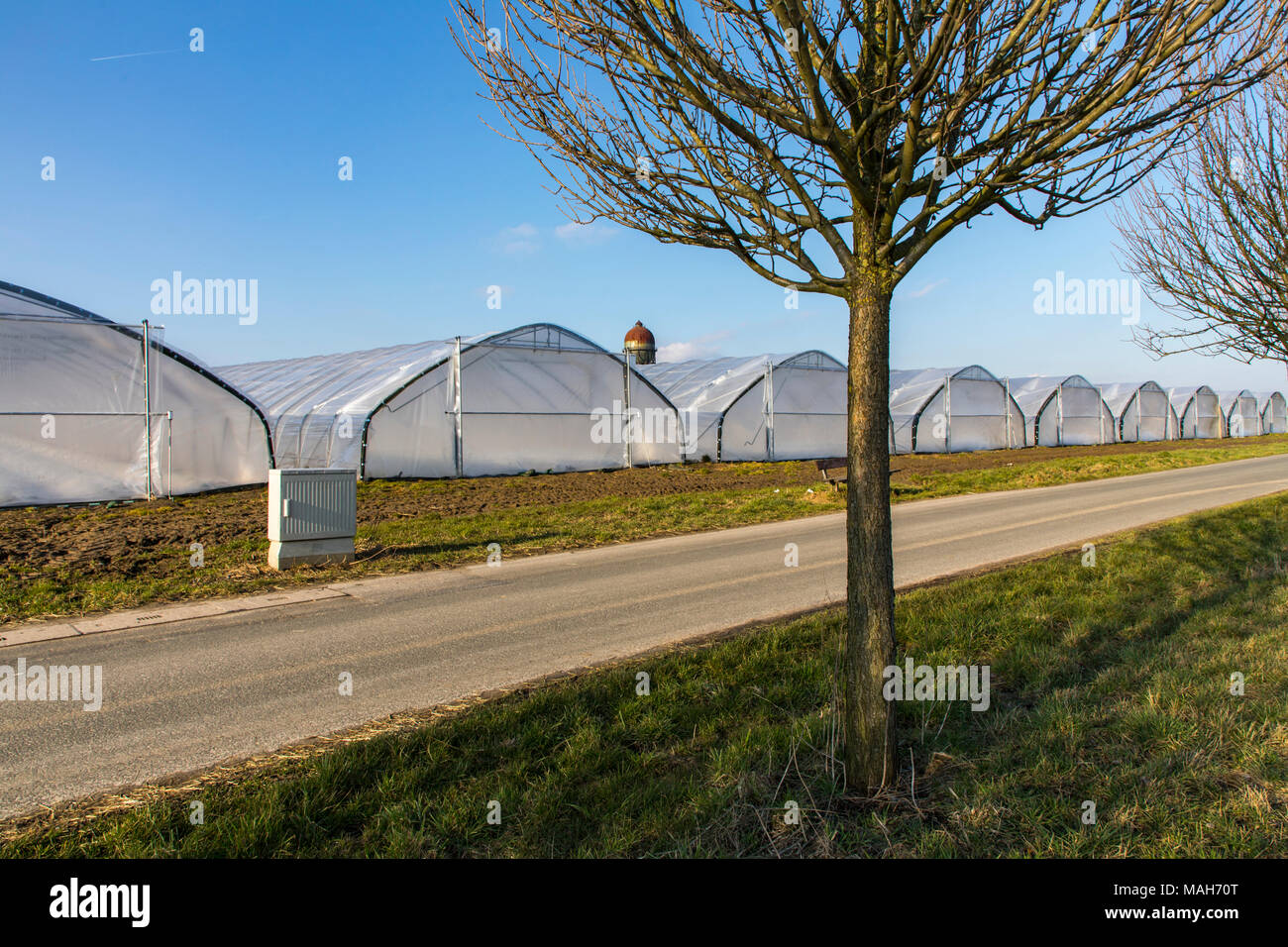 Landwirtschaft, Landwirtschaft, Gewächshäuser, mobile, aus Kunststoff, Kunststoff Tunnel, für schnell wachsende Pflanzen, Gemüse, Obst, im Feld, auch vor t Stockfoto