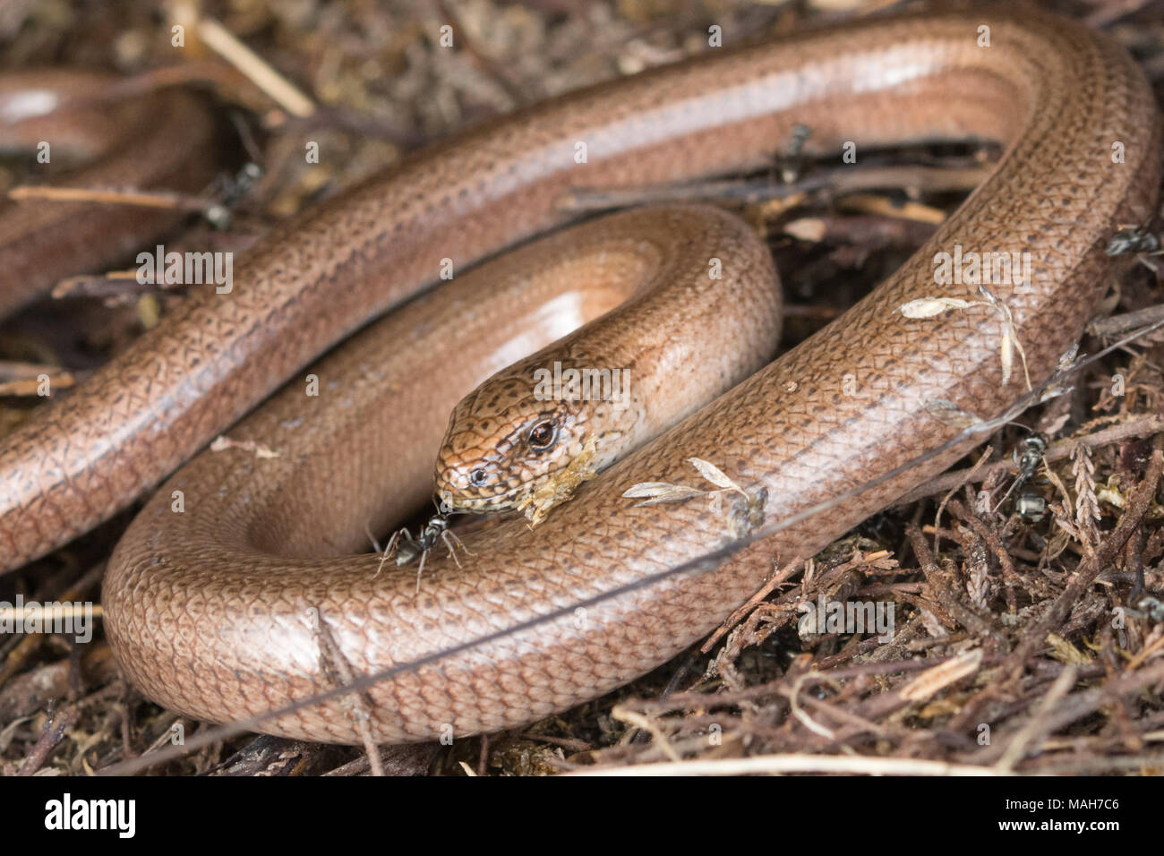 Slow worm (Anguis fragilis) Auge in Auge mit einer Ameise, an Decoy Heide in Berkshire, Großbritannien. Reptile, Nahaufnahme, Beinlose Echse. Stockfoto