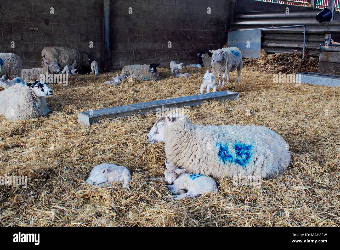 Lambing-Zeit auf einem Bauernhof in Norfolk, Ostern 2017. Mutterschafe mit neuen geboren und vor kurzem geborenen Lämmer. Stockfoto