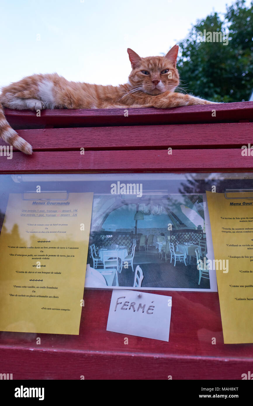 Ein grumpy Ingwer Katze sitzt auf einem geschlossenen cafe Menü. Stockfoto