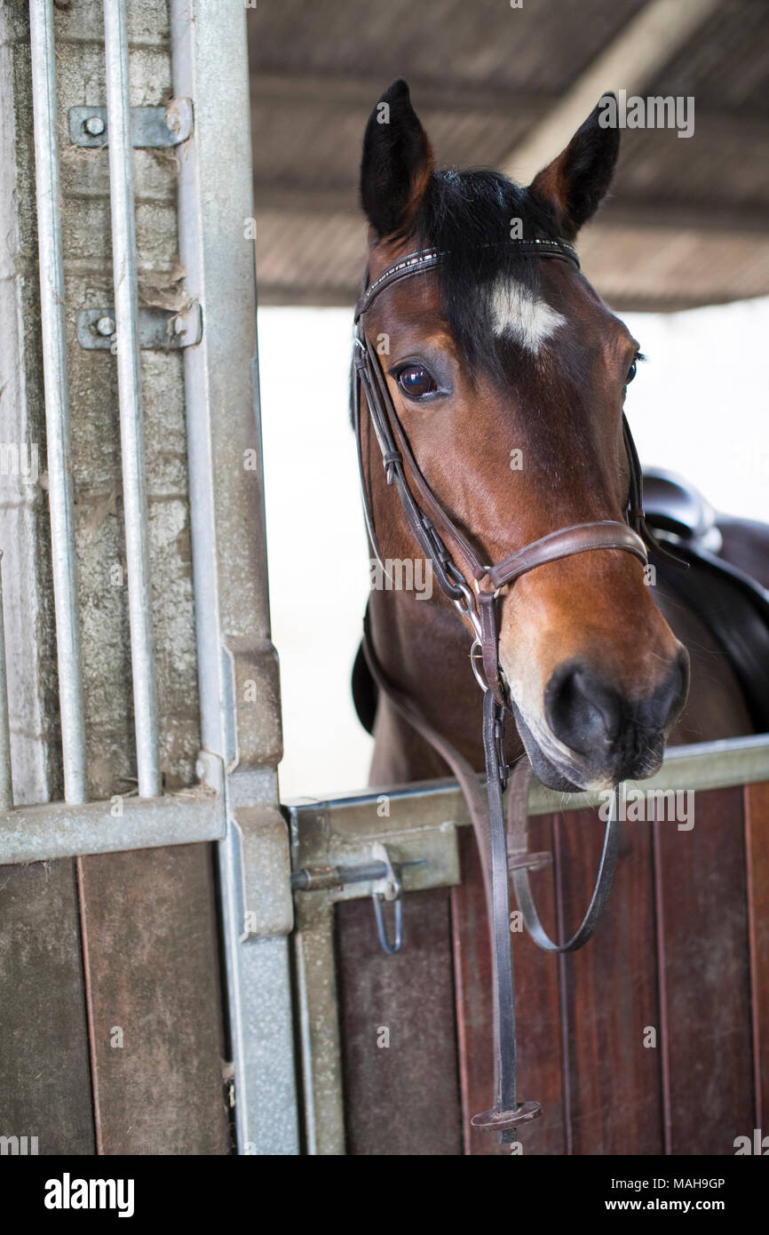 Welsh Cob Pferd über stabile Tür Stockfoto