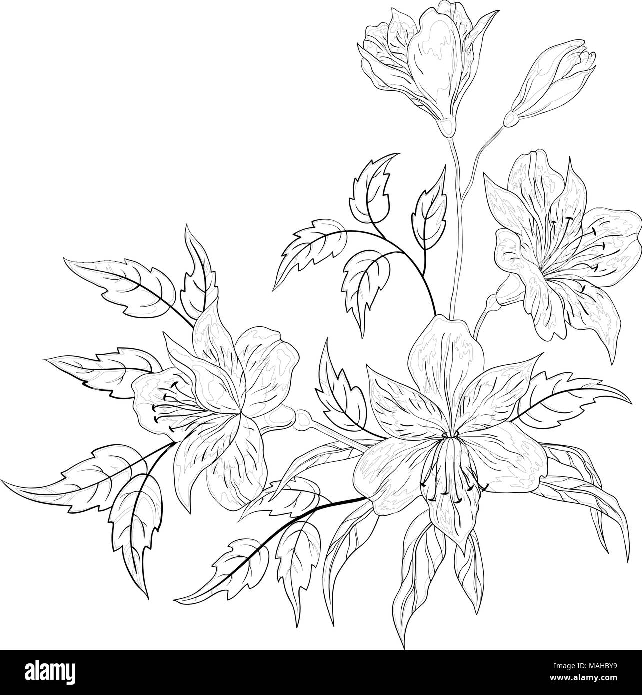 Blumen Inkalilie, schwarzweiß Konturen auf einem weißen Hintergrund. Vektor Stock Vektor