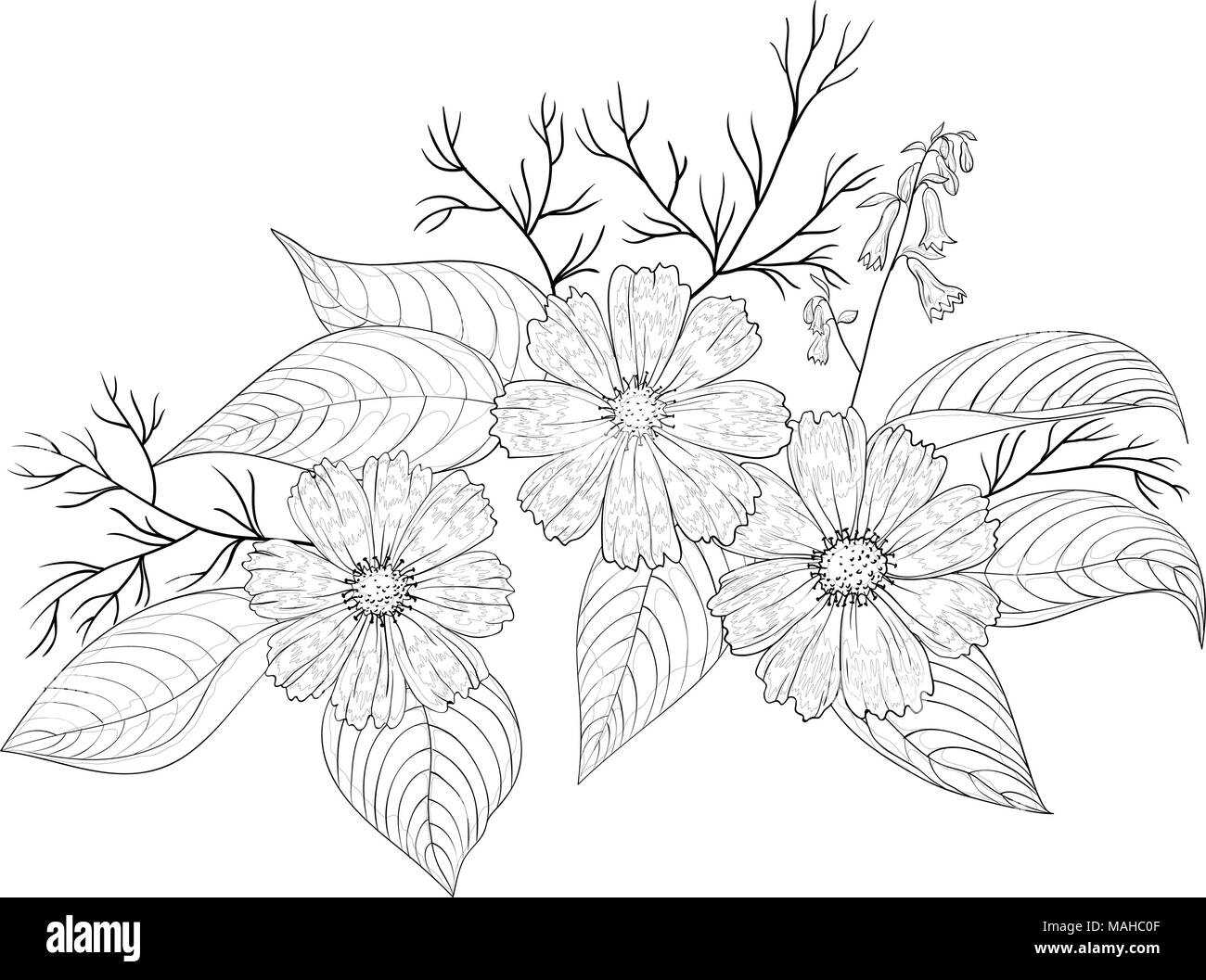 Blumen Cosmos, Vector, Blüten und Blätter, Grafisches Schwarzweiß Konturen, isoliert Stock Vektor