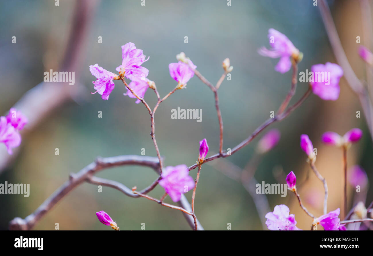 Blühende strauch Zweig mit hell-rosa Blüten, Makro Foto mit selektiven Fokus und seichte DOF Stockfoto