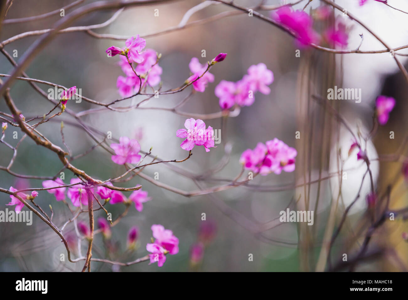 Blühende Strauch mit hell-rosa Blüten, Makro Foto mit selektiven Fokus und seichte DOF Stockfoto
