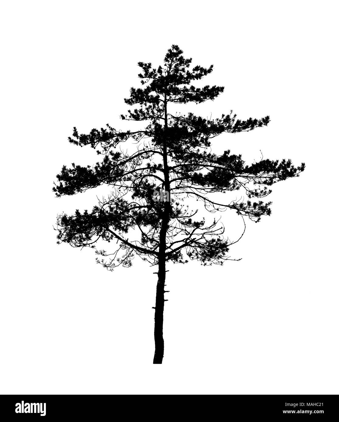 Black Pine Tree silhouette auf Weiß, Natur Foto isoliert Stockfoto