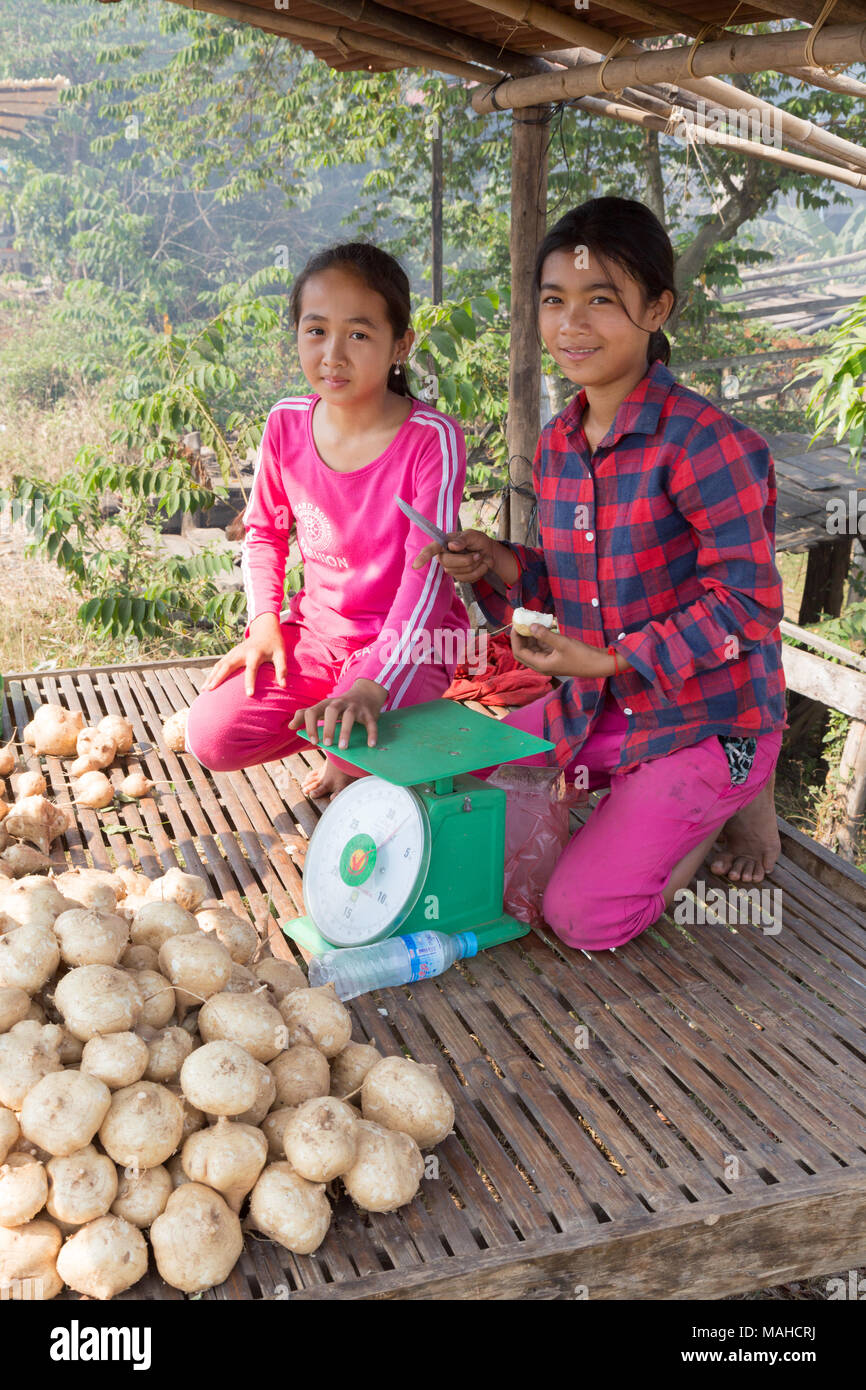 Kinder arbeiten Verkauf von Zuckerrüben für Lebensmittel an einem strassenrand Stall, Kampong Thom, Kambodscha Asien Stockfoto