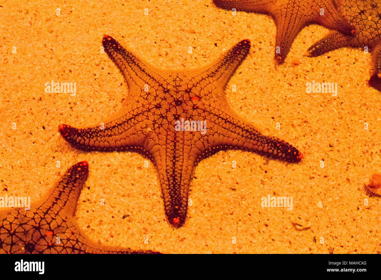 Unterwasserwelt Landschaft, farbenfrohe Korallenriff mit Stern Fisch Stockfoto