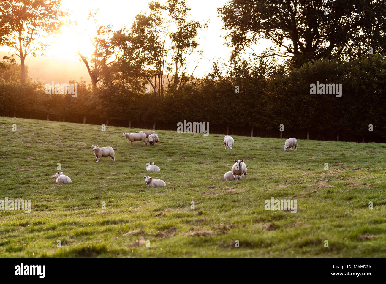 Schafe in einem Feld mit Sonnenschein. Künstlerische Leuchteffekt hinzugefügt. Stockfoto