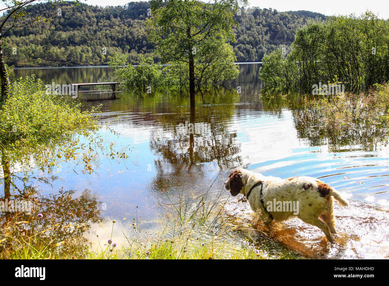 Ein Springer Spaniel Paddeln in einem Schottischen loch Abkühlen Stockfoto
