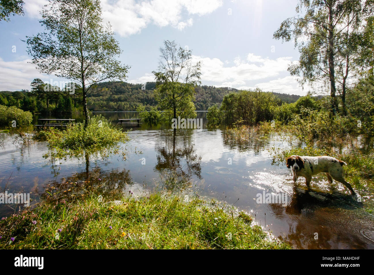 Ein Springer Spaniel Paddeln in einem Schottischen loch Abkühlen Stockfoto