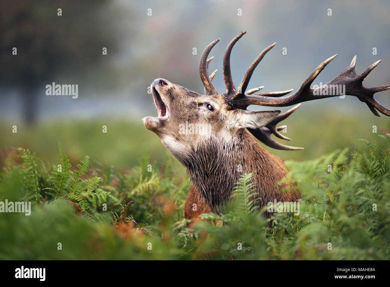 In der Nähe des Red Deer brüllen während der Brunft im Herbst, UK. Stockfoto