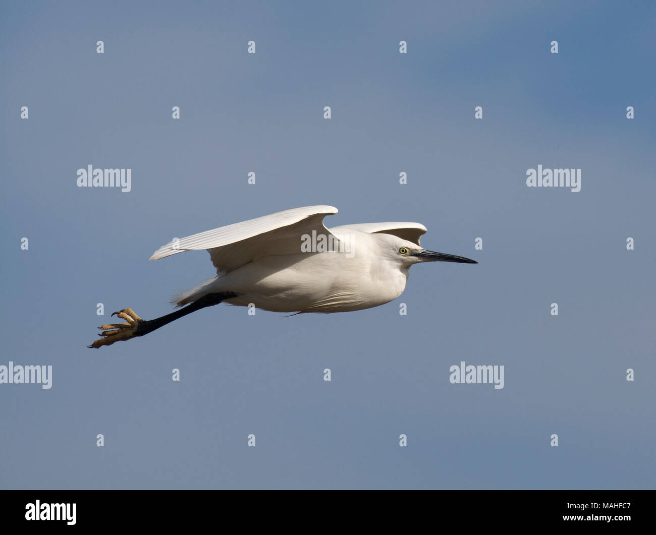 Seidenreiher, Egretta garzetta, über Morecambe Bay, Lancashire, UK Flying Stockfoto