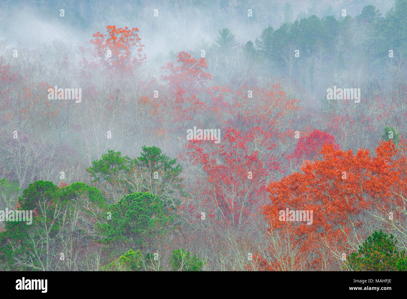 Steigende Nebel und Farben des Herbstes, Great Smoky Mountains National Park, TN, USA, von Bill Lea/Dembinsky Foto Assoc Stockfoto