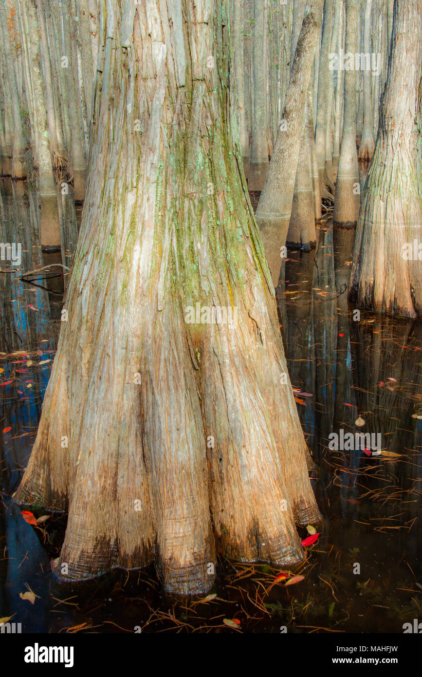 Kahlen Cypress Swamp (Taxodium distichum distchum), Carolina Bay, South Carolina, USA von Bill Lea/Dembinsky Foto Assoc Stockfoto