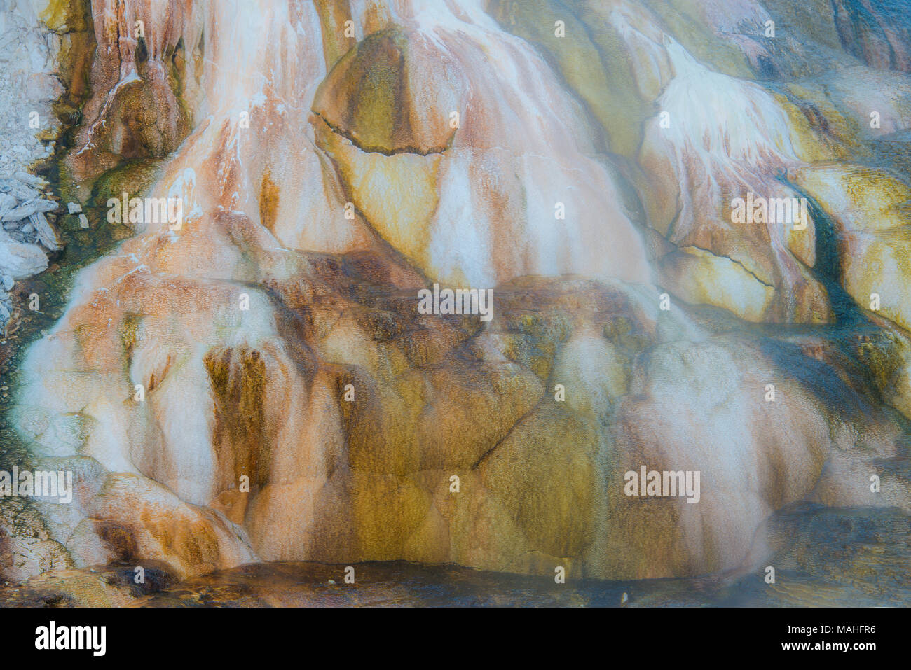 Amor Federn, thermische Eigenschaften, Yellowstone NP, WY, USA von Bill Lea/Dembinsky Foto Assoc Stockfoto