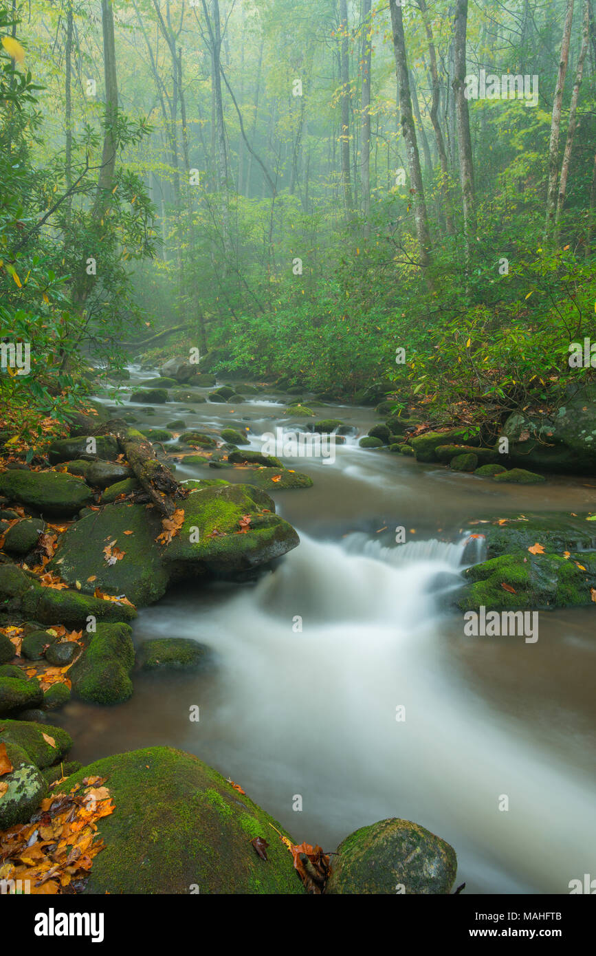 Stream, Roaring Fork, Herbst, Great Smoky Mountains NP, TN, USA von Bill Lea/Dembinsky Foto Assoc Stockfoto