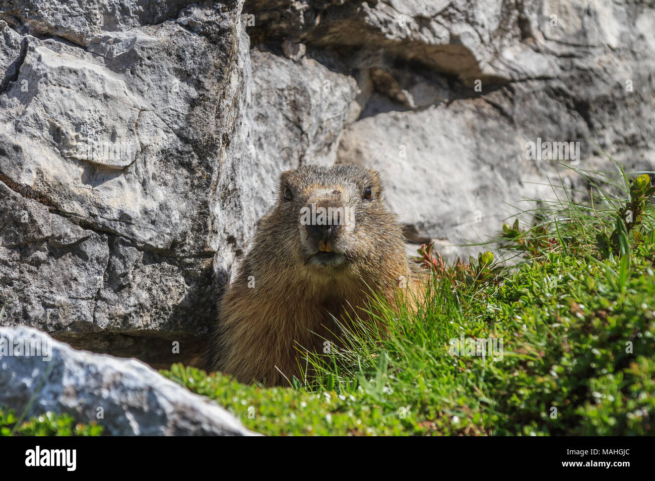 Alpine Murmeltier (Marmota marmota) auf Fels. Dolomiten, Italien Stockfoto