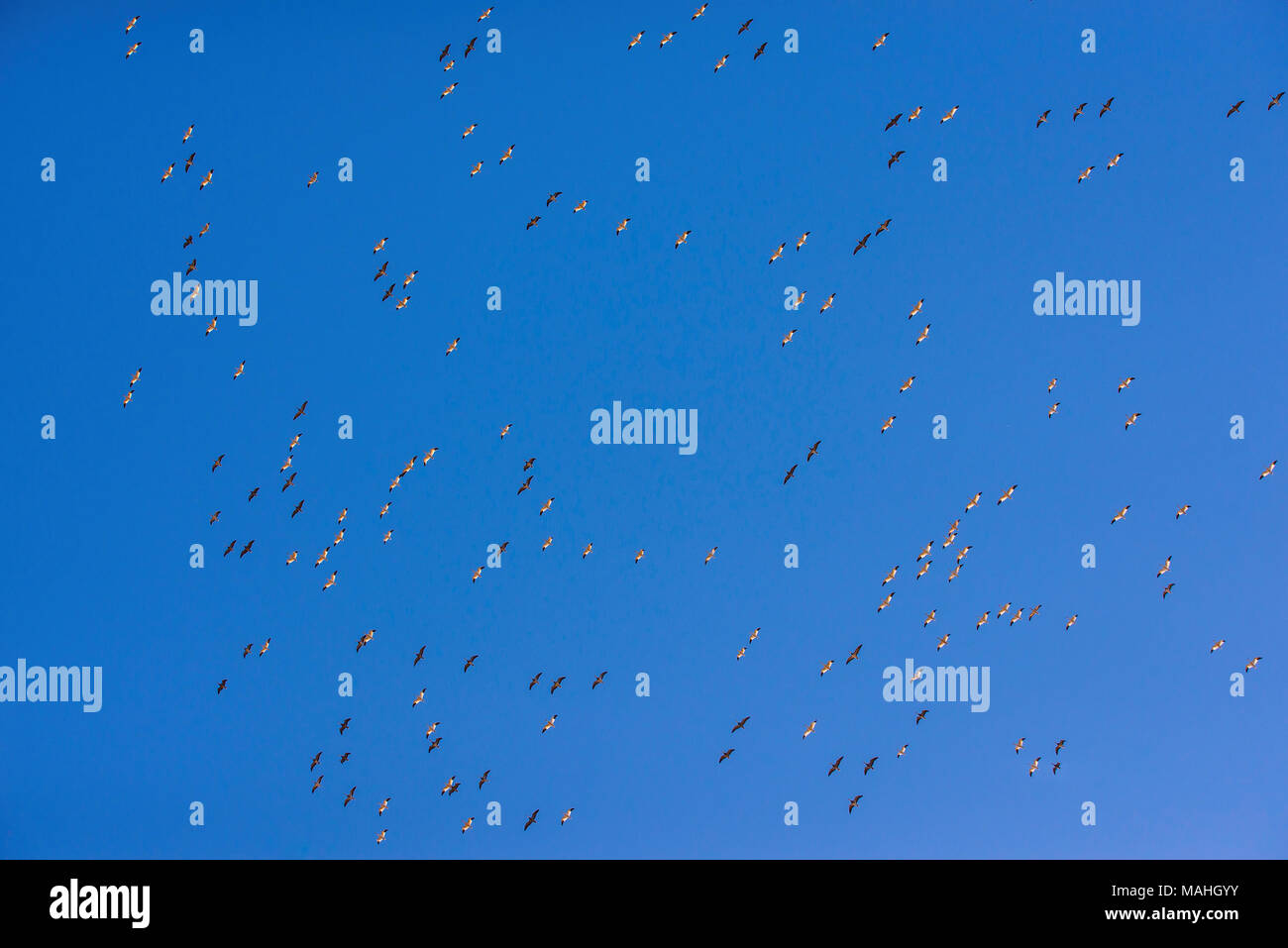 Herden von weniger Schnee Gänse (Anser Caerulescens), Squaw Creek NWR, Missouri, USA, von Bruce Montagne/Dembinsky Foto Assoc Stockfoto