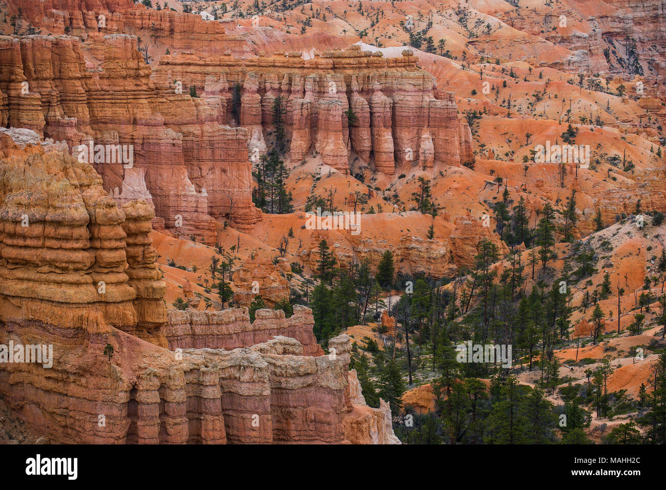 Hoodoos, Fairyland Canyon, dem Bryce Canyon National Park, Utah, USA, von Bruce Montagne/Dembinsky Foto Assoc Stockfoto