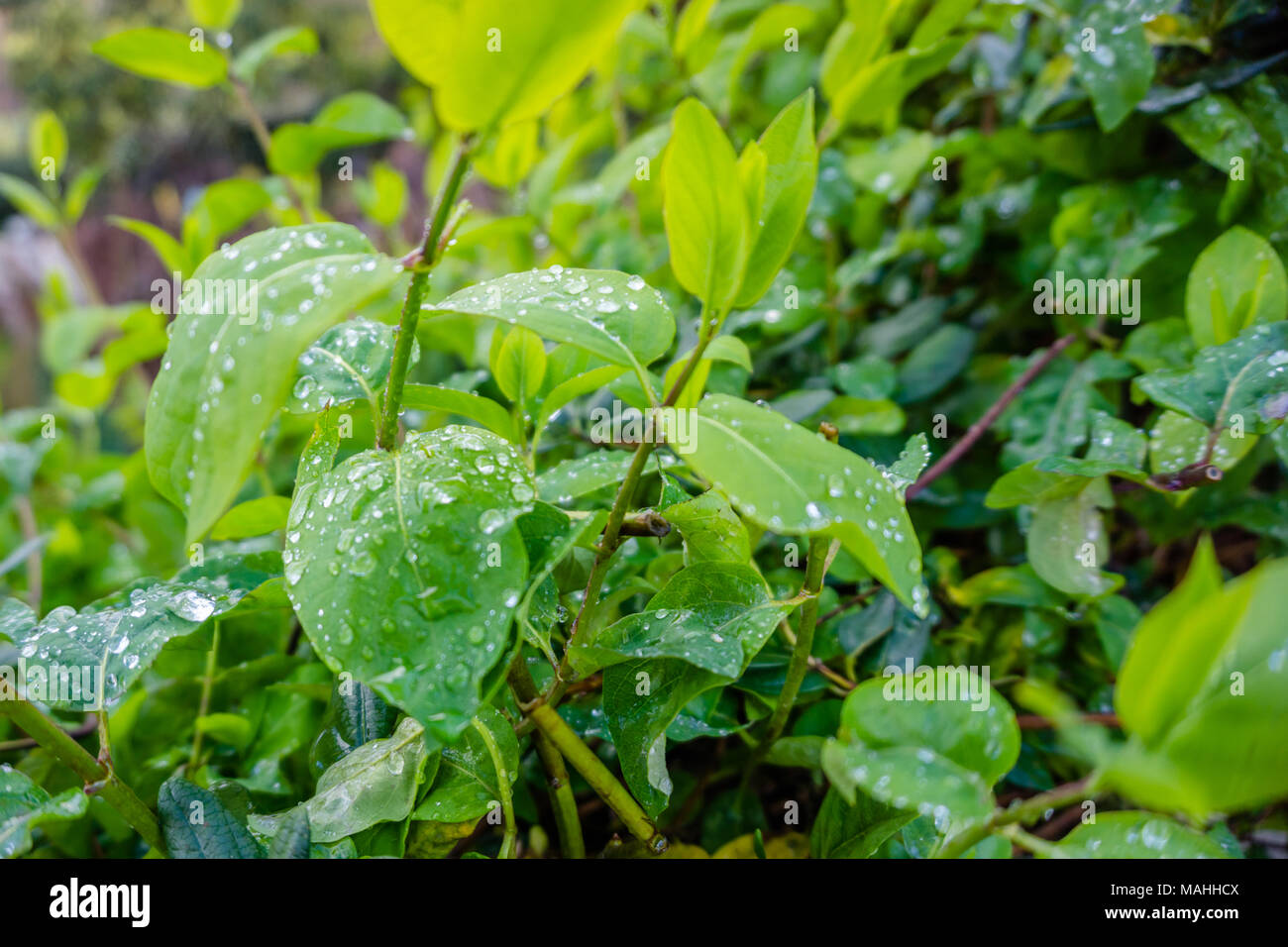 Wassertropfen auf dunkelgrünem Laub, regen Tropfen auf Blatt Natur Hintergrund Stockfoto