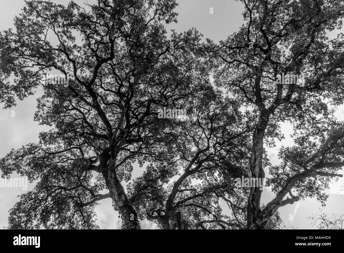 Zweige gegen einen bewölkten Himmel. Schwarz Weiß. Stockfoto