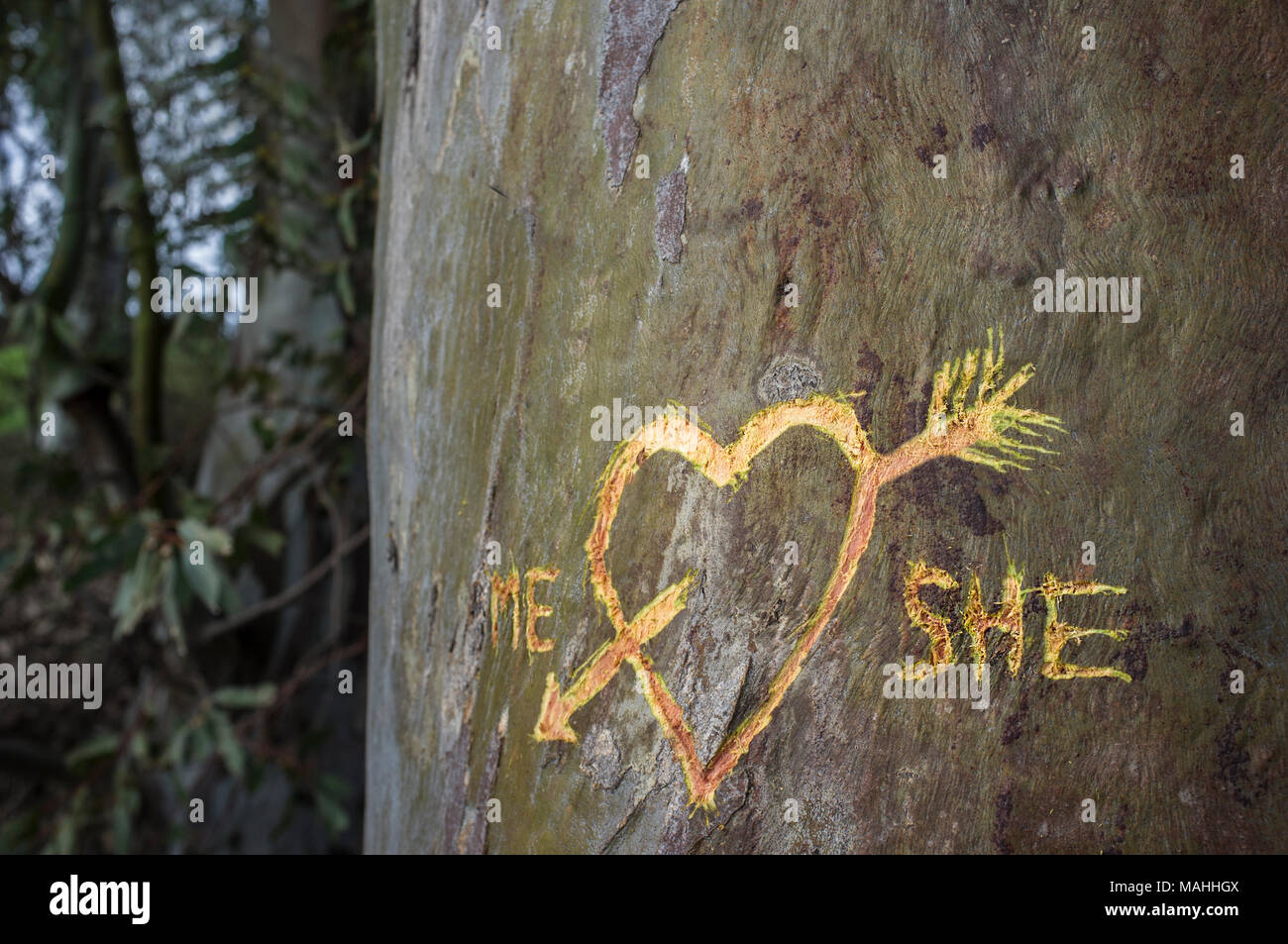 Birke mit geschnitzten Herz durchzogen von einer Liebe Pfeil und geschriebene Worte mich und Sie. Dies wurde frisch mit dem Messer schneiden Stockfoto