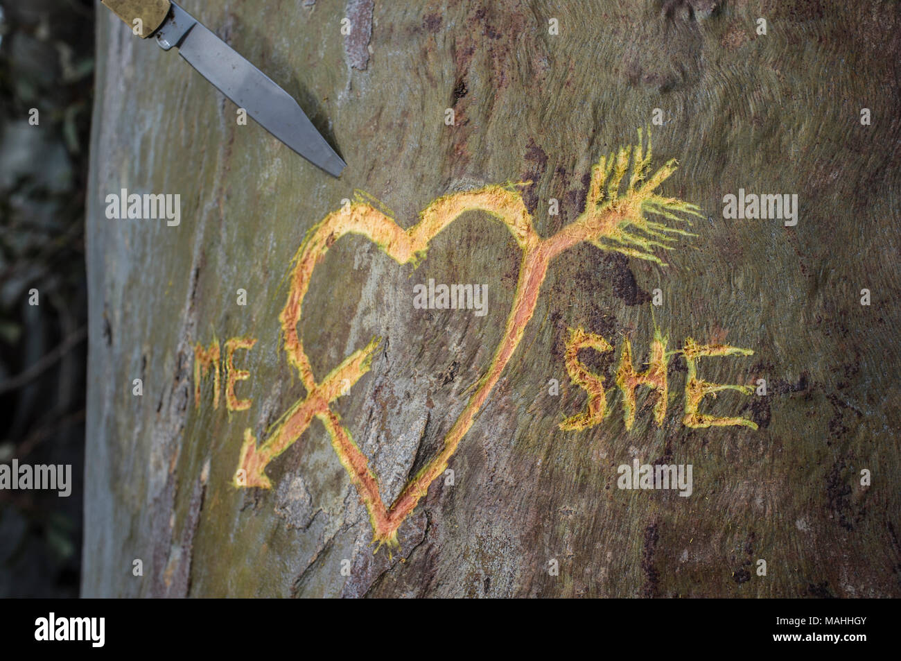Birke mit geschnitzten Herz durchzogen von einer Liebe Pfeil und geschriebene Worte mich und Sie. Messer erstochen über Trunk Stockfoto