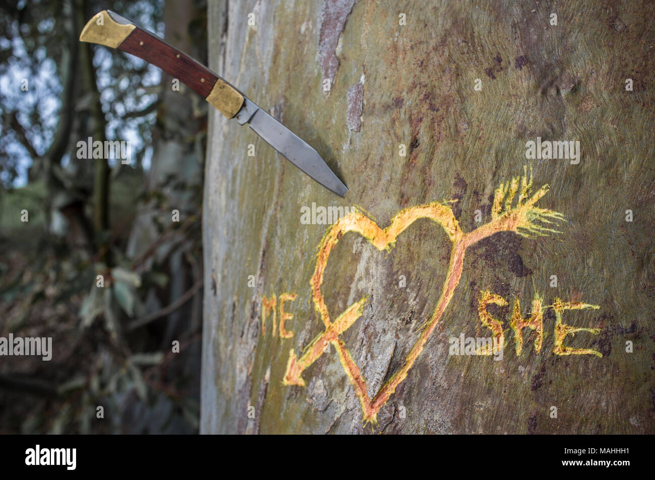 Birke mit geschnitzten Herz durchzogen von einer Liebe Pfeil und geschriebene Worte mich und Sie. Messer erstochen über Trunk Stockfoto