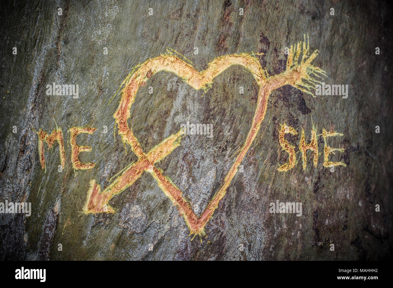 Birke mit geschnitzten Herz durchzogen von einer Liebe Pfeil und geschriebene Worte mich und Sie. Messer erstochen über Trunk Stockfoto