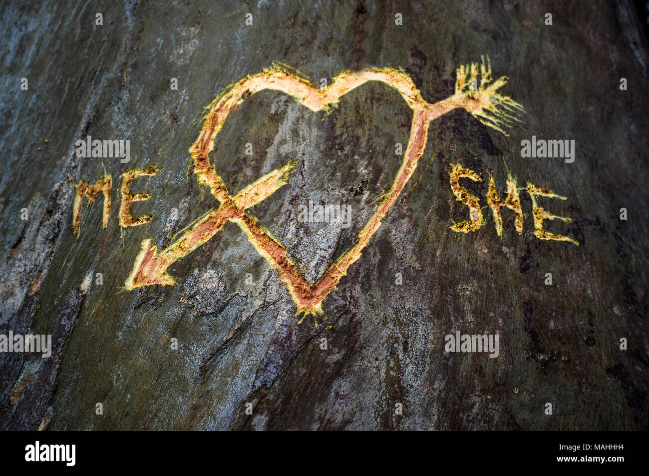 Birke mit geschnitzten Herz durchzogen von einer Liebe Pfeil und geschriebene Worte mich und Sie. Dies wurde frisch mit dem Messer schneiden Stockfoto