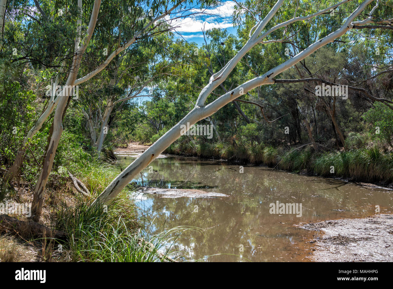 Cooper Creek, in der Nähe von Windorah, Outback Queensalnd, Australien Stockfoto