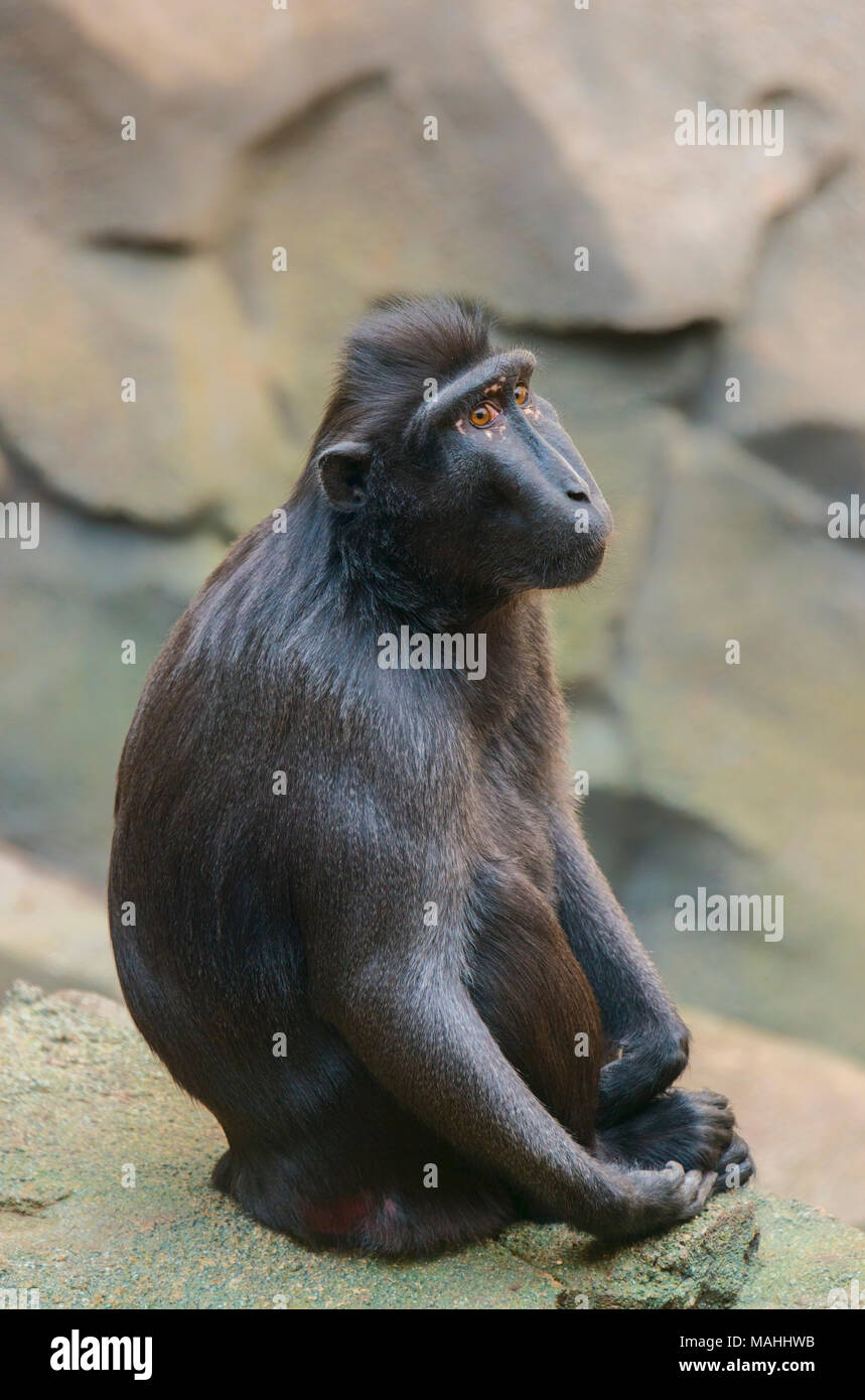 Sulawesi Macaque Stockfoto