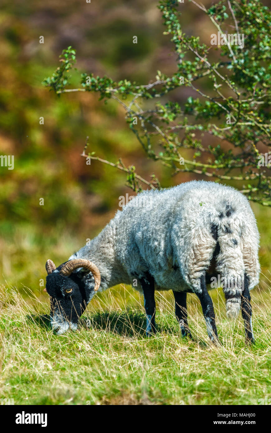 Schwarzen Gesicht Schafe auf Hügel Stockfoto