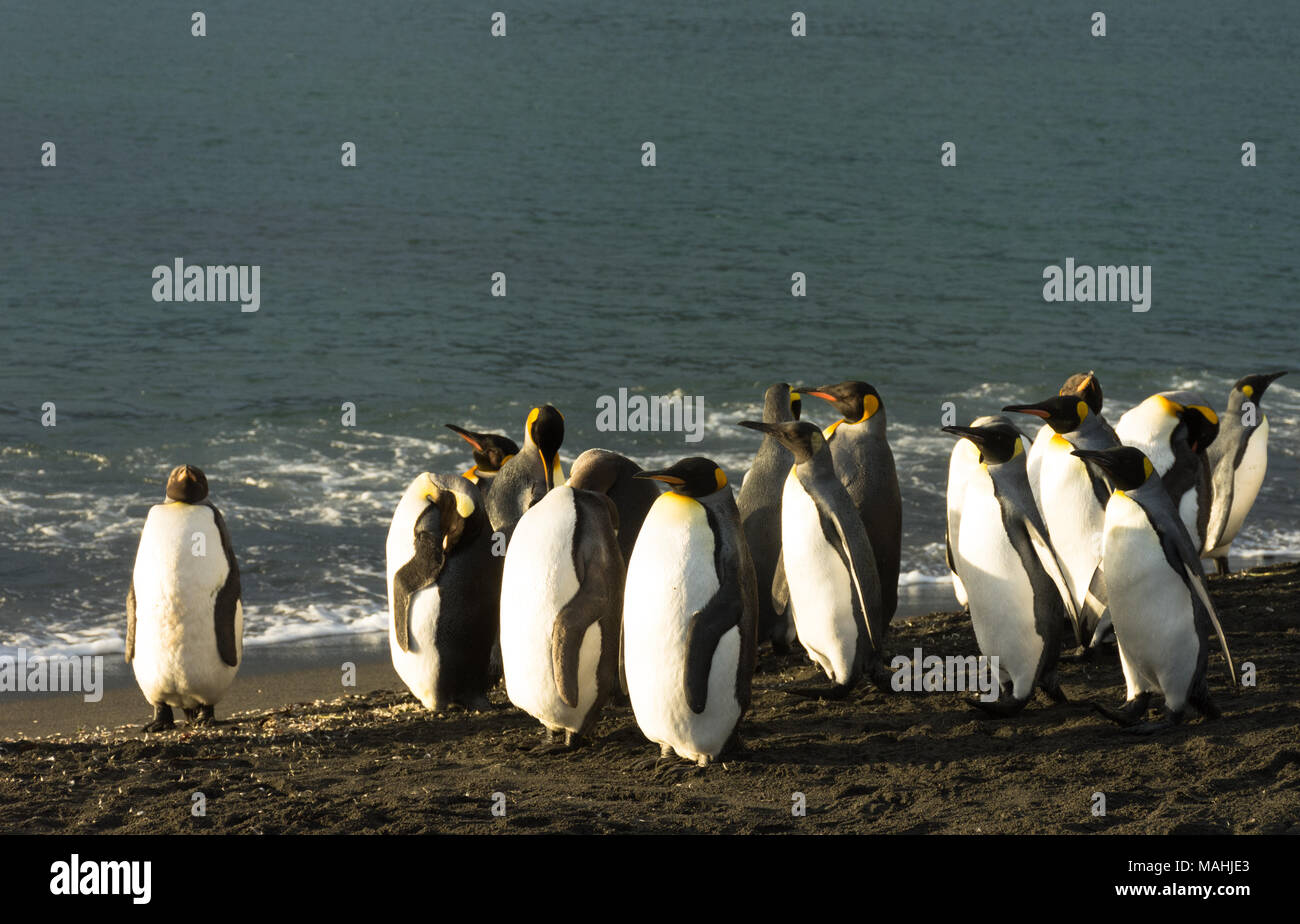 Eine Gruppe erwachsener König Pinguine stehen auf schwarzem Sand am Meer. Sie sind Sonnenbeschienenen. Stockfoto