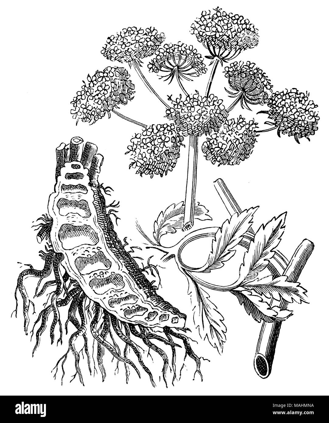 Cowbane oder nördlichen Wasser Hemlock <Cicuta virosa >, anonym 1881 Stockfoto