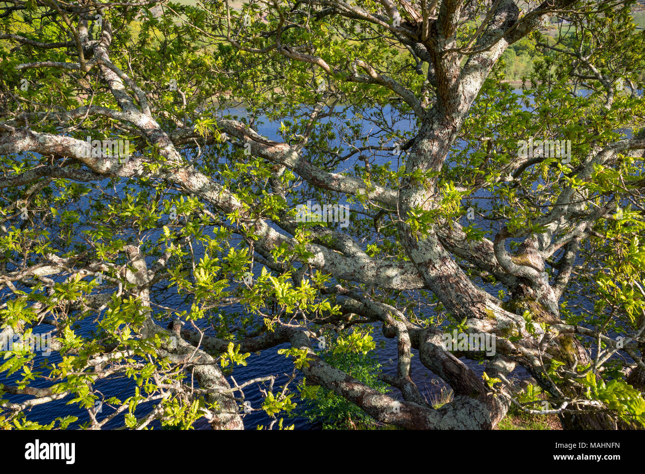 In der Nähe der waterside Eiche in Moosen und mit neuen grünen Blättern bedeckt. Eine Eiche in Snowdonia, North Wales. Stockfoto