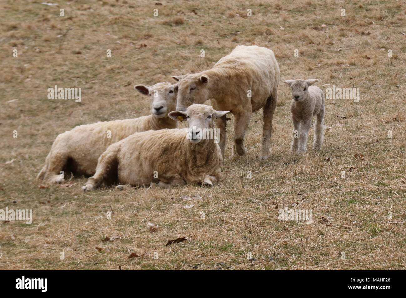 Eine Gruppe von mutterschafe mit ein neugeborenes Lamm im Frühling in ein Feld auf einem Bauernhof Stockfoto