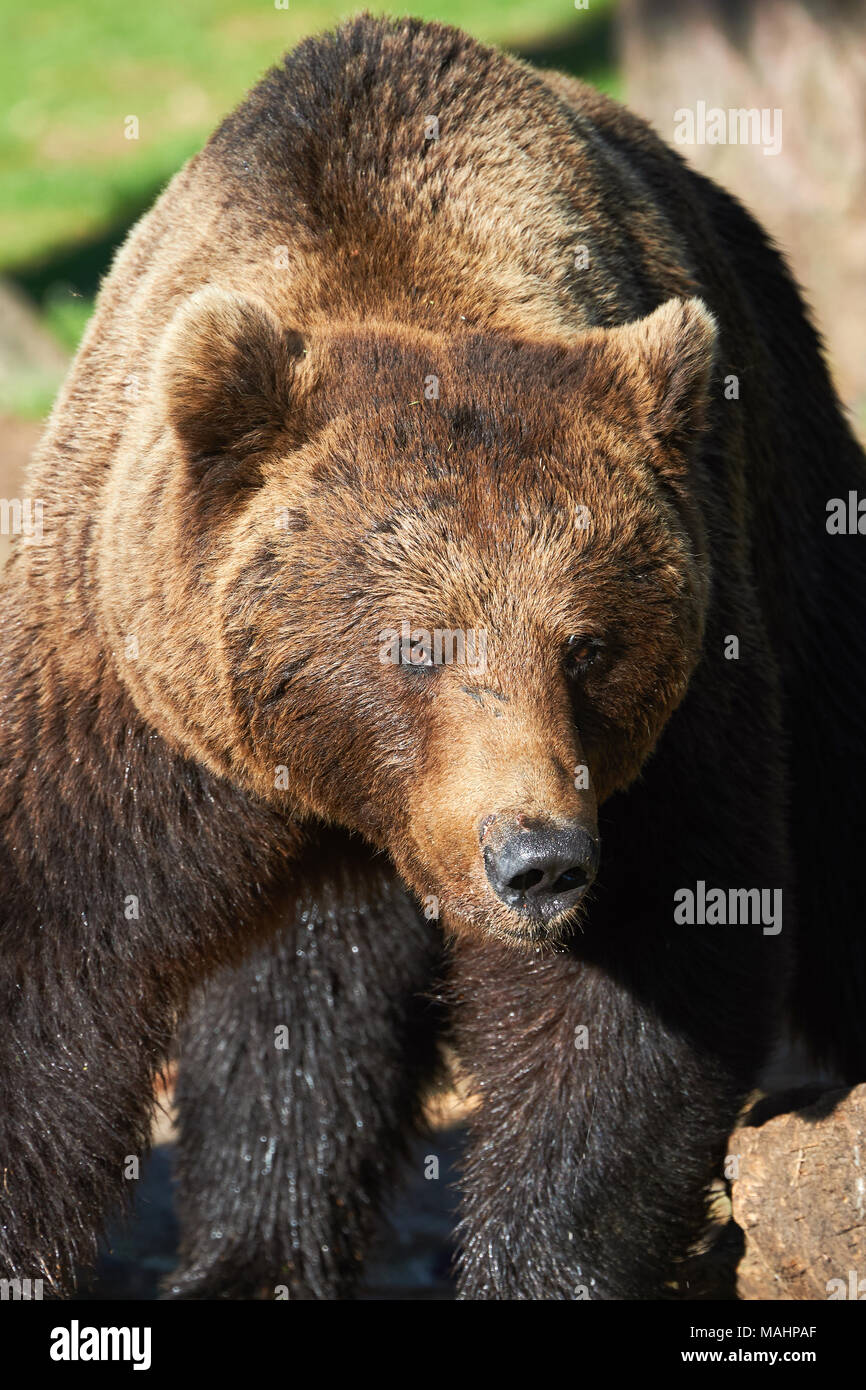 Porträt eines großen braunen Bär fotografiert sich in der Finnischen Taiga Stockfoto