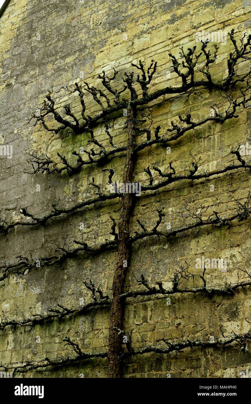 Espaliered Obst Baum an der Wall von Land, Gebäude, Großbritannien Stockfoto