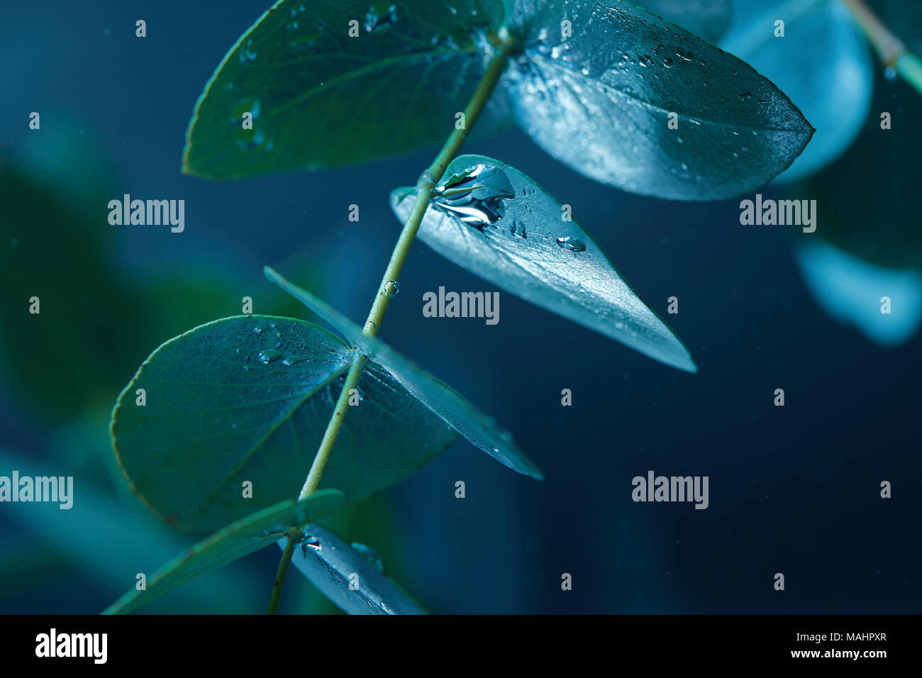Nahaufnahme, Ansicht von Eukalyptus Anlage mit grünen Blättern und Blasen im Wasser Stockfoto