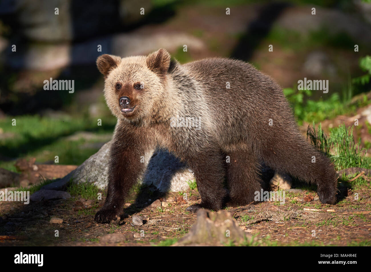 Nette junge braunbären Wandern in der finnischen Taiga Stockfoto