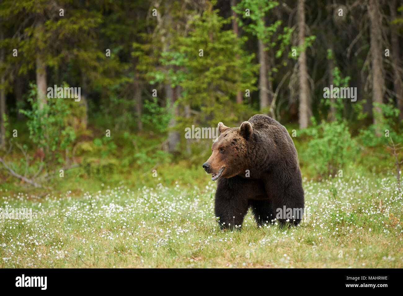 Schönen männlichen Braunbären in der Taiga in Nordeuropa fotografiert. Stockfoto