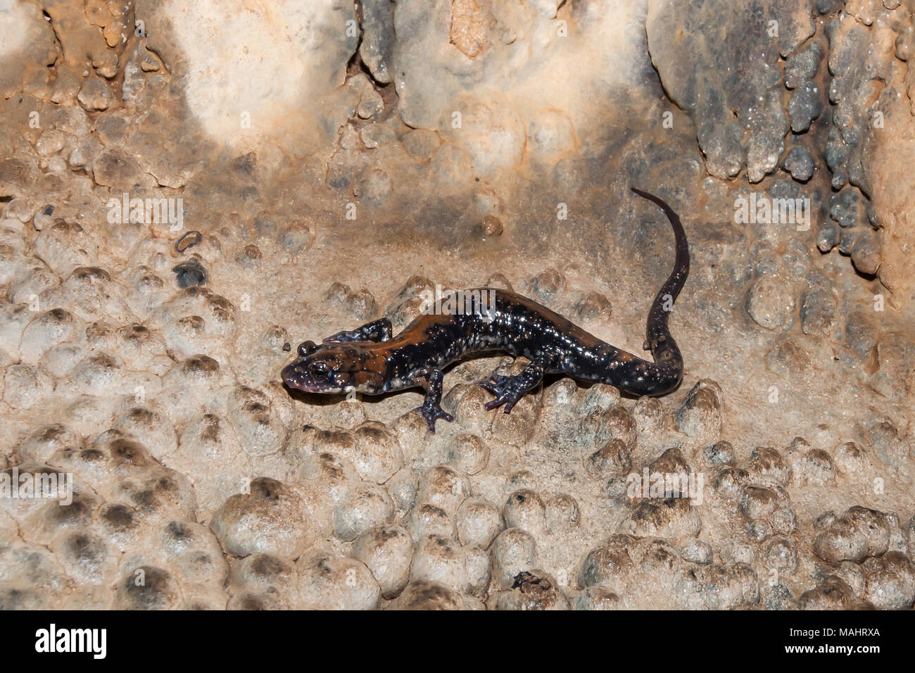 Taubenberg salamander -Fotos und -Bildmaterial in hoher Auflösung – Alamy