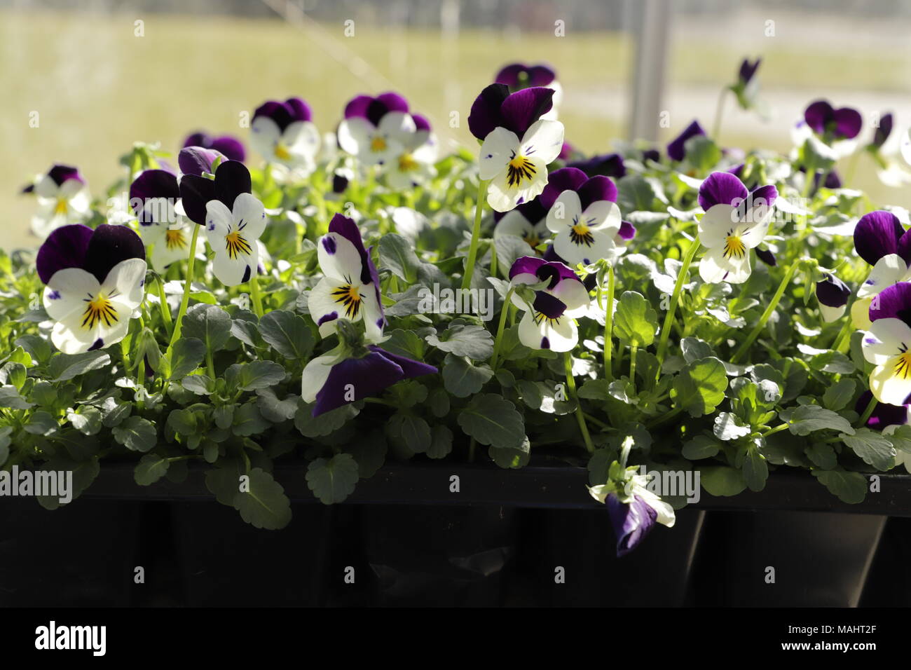 Viola tricolor eine kleine Art von Viola blühen im Frühjahr Stockfoto