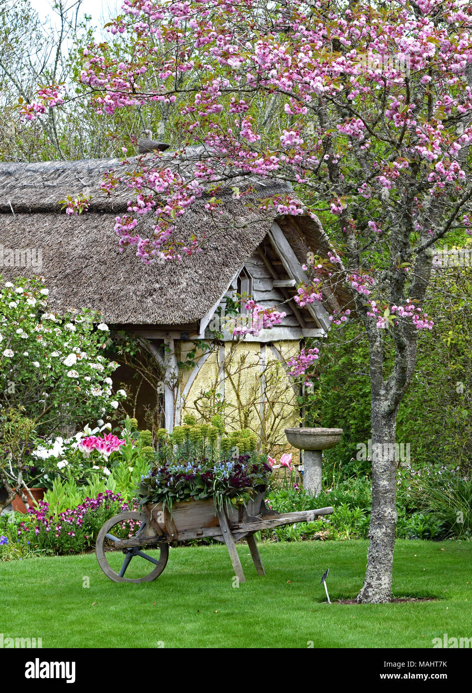 Schöner Frühling blühen am Häuschen, RHS Garden Rosemoor, in der Nähe von Great Torrington, North Devon, England. Stockfoto