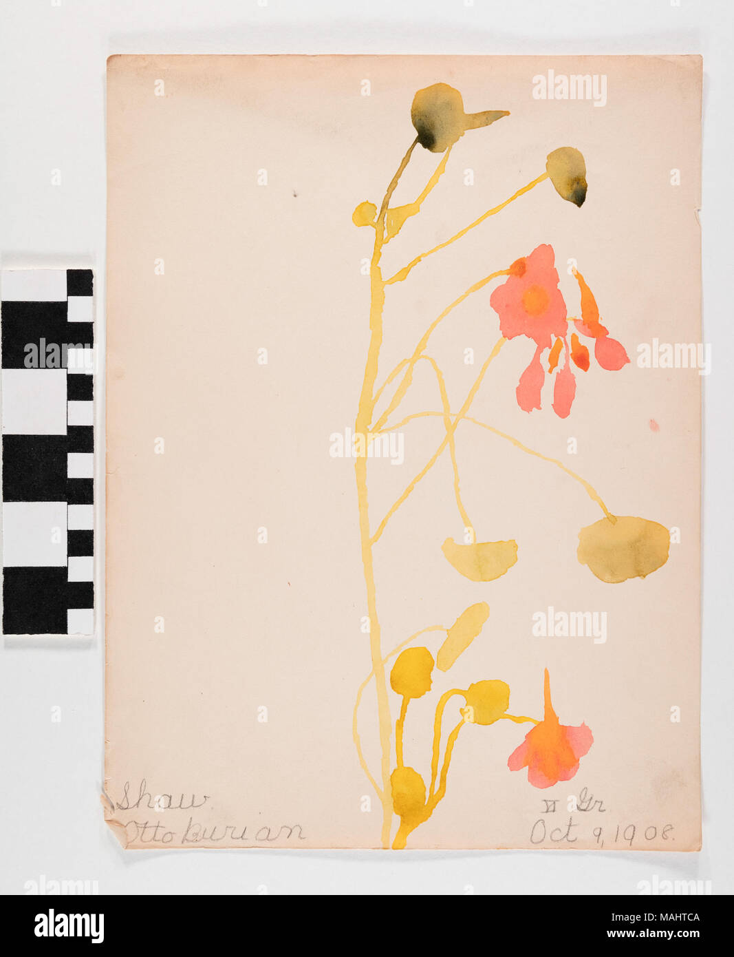 Aquarell auf Papier von zwei rosa-orange Blüten mit sehr dünnen gelb-grünen Stengel nach unten gebogen. Titel: Aquarell "Orange Blumen' von Otto Burian. Vom 9. Oktober 1908. Burian, Otto Stockfoto