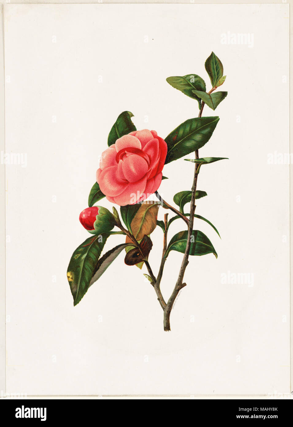 07 11 000514 Titel: Kamelie Creator/Contributor: L. Prang & Co (Publisher) Datum der Ausgabe: 1861-1897 (ca.), physische Beschreibung Hinweis: Genre: Chromolithographs; Noch leben druckt Hinweise: Titel von Cataloger'. Ort: Boston Public Library, auf 2011-08-07: Kamera: Sinar AG Sinarback 54 FW, Sinar m Stockfoto