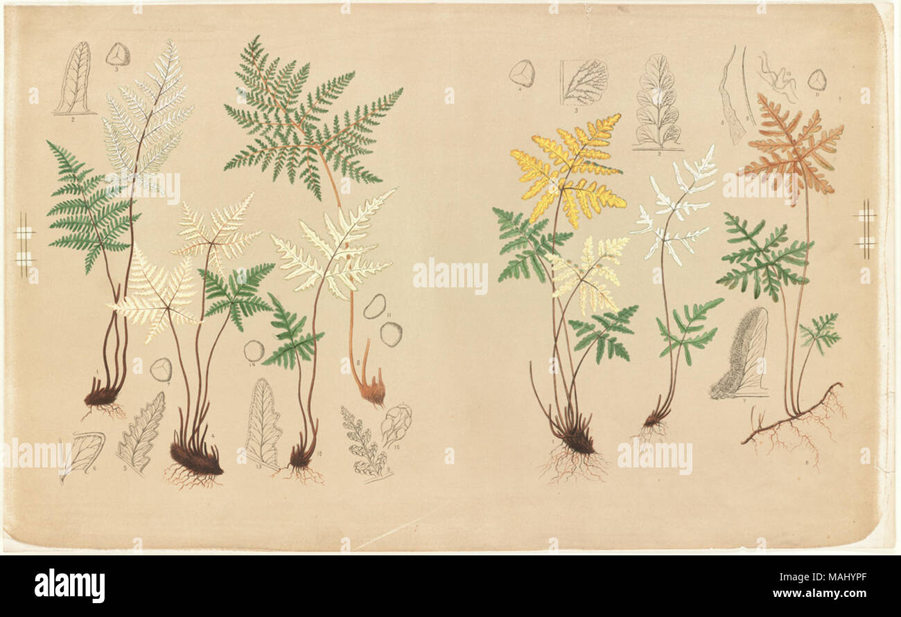 Dateiname: 07 11 000954 Titel: Farn Exemplare Creator/Contributor: L. Prang & Co (Publisher) Datum der Ausgabe: 1861-1897 (ca.), physische Beschreibung Hinweis: Genre: Chromolithographs; Noch leben druckt Hinweise: Titel von Cataloger'. Ort: Boston Public Library, auf 2011-08-06: Kamera: Sinar AG Sinarback 54 FW, Sinar m Stockfoto