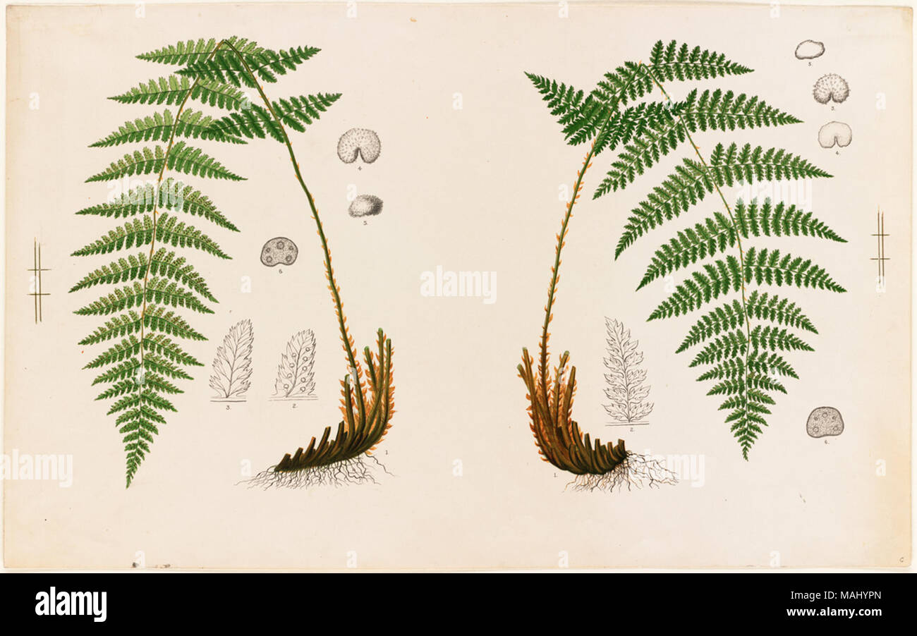 Dateiname: 07 11 000955 Titel: Farn Exemplare Creator/Contributor: L. Prang & Co (Publisher) Datum der Ausgabe: 1861-1897 (ca.), physische Beschreibung Hinweis: Genre: Chromolithographs; Noch leben druckt Hinweise: Titel von Cataloger'. Ort: Boston Public Library, auf 2011-08-05: Kamera: Sinar AG Sinarback 54 FW, Sinar m Stockfoto